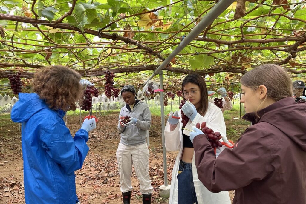 iCLA international students harvest grapes used to make Japanese wine at Monde Winery's vineyard.