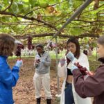 iCLA international students harvest grapes used to make Japanese wine at Monde Winery's vineyard.